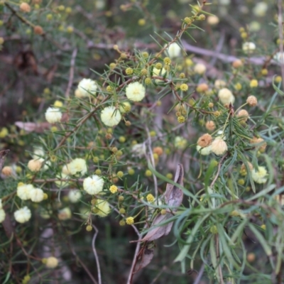 Acacia ulicifolia (Prickly Moses) at Farrer Ridge - 14 Aug 2022 by Tapirlord