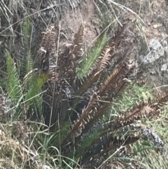 Blechnum nudum (Fishbone Water Fern) at Farrer, ACT - 14 Aug 2022 by Tapirlord