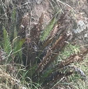 Blechnum nudum at Farrer, ACT - 14 Aug 2022