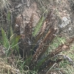 Blechnum nudum at Farrer, ACT - 14 Aug 2022