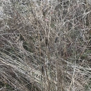 Juncus subsecundus at Farrer, ACT - 14 Aug 2022