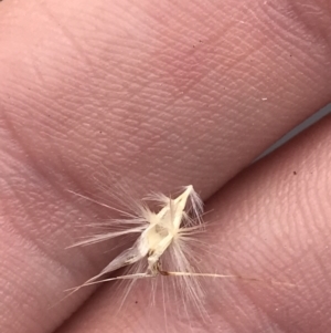 Rytidosperma laeve at Farrer, ACT - 14 Aug 2022