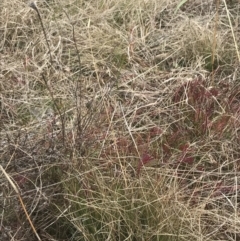 Rytidosperma laeve at Farrer, ACT - 14 Aug 2022