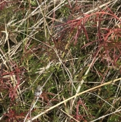 Haloragis heterophylla (Variable Raspwort) at Farrer Ridge - 14 Aug 2022 by Tapirlord