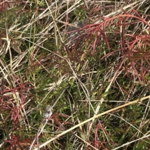 Haloragis heterophylla at Farrer, ACT - 14 Aug 2022 11:56 AM