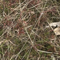 Haloragis heterophylla at Farrer, ACT - 14 Aug 2022 11:56 AM