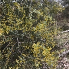 Acacia buxifolia subsp. buxifolia (Box-leaf Wattle) at Farrer, ACT - 14 Aug 2022 by Tapirlord