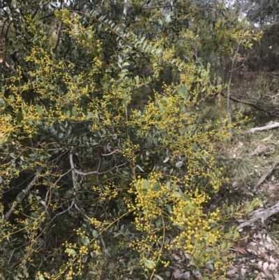 Acacia buxifolia subsp. buxifolia (Box-leaf Wattle) at Farrer, ACT - 14 Aug 2022 by Tapirlord