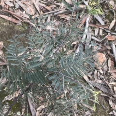 Acacia dealbata subsp. dealbata (Silver Wattle) at Farrer Ridge - 14 Aug 2022 by Tapirlord