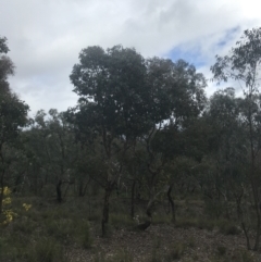 Eucalyptus polyanthemos subsp. polyanthemos (Red Box) at Farrer Ridge - 14 Aug 2022 by Tapirlord