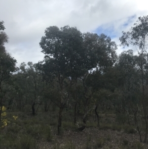 Eucalyptus polyanthemos subsp. polyanthemos at Farrer, ACT - 14 Aug 2022 11:47 AM