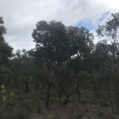 Eucalyptus polyanthemos subsp. polyanthemos (Red Box) at Farrer, ACT - 14 Aug 2022 by Tapirlord