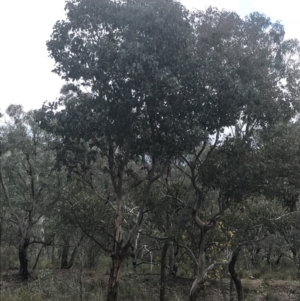 Eucalyptus polyanthemos subsp. polyanthemos at Farrer, ACT - 14 Aug 2022 11:47 AM