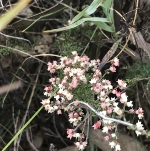 Cryptandra sp. Floriferous (W.R.Barker 4131) W.R.Barker at Farrer, ACT - 14 Aug 2022