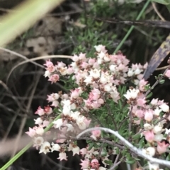 Cryptandra sp. Floriferous (W.R.Barker 4131) W.R.Barker at Farrer, ACT - 14 Aug 2022