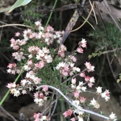 Cryptandra sp. Floriferous (W.R.Barker 4131) W.R.Barker at Farrer, ACT - 14 Aug 2022