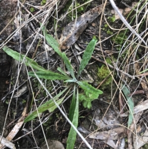 Senecio prenanthoides at Farrer, ACT - 14 Aug 2022