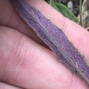 Senecio prenanthoides at Farrer, ACT - 14 Aug 2022