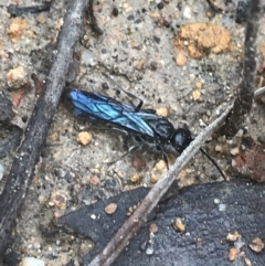 Austroscolia soror (Blue Flower Wasp) at Farrer, ACT - 14 Aug 2022 by Tapirlord