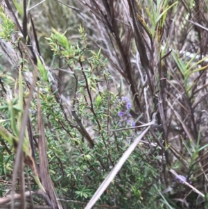 Leucopogon fletcheri subsp. brevisepalus at Farrer, ACT - 14 Aug 2022