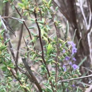 Leucopogon fletcheri subsp. brevisepalus at Farrer, ACT - 14 Aug 2022