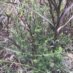 Leucopogon fletcheri subsp. brevisepalus at Farrer, ACT - 14 Aug 2022