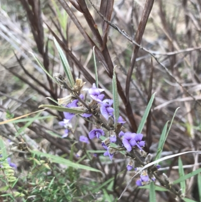 Hovea heterophylla (Common Hovea) at Farrer, ACT - 14 Aug 2022 by Tapirlord