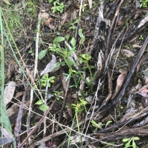 Stackhousia monogyna at Farrer, ACT - 14 Aug 2022