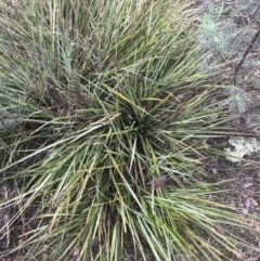 Dianella revoluta var. revoluta (Black-Anther Flax Lily) at Farrer, ACT - 14 Aug 2022 by Tapirlord