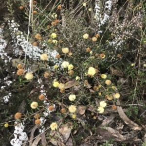 Acacia ulicifolia at Farrer, ACT - 14 Aug 2022 11:14 AM