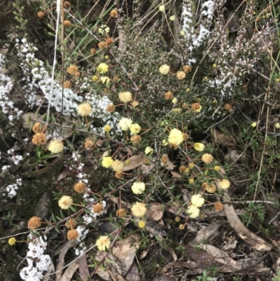 Acacia ulicifolia (Prickly Moses) at Farrer Ridge - 14 Aug 2022 by Tapirlord