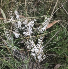 Styphelia attenuata (Small-leaved Beard Heath) at Farrer, ACT - 14 Aug 2022 by Tapirlord