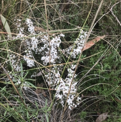 Leucopogon attenuatus (Small-leaved Beard Heath) at Farrer Ridge - 14 Aug 2022 by Tapirlord