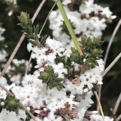 Styphelia attenuata at Farrer, ACT - 14 Aug 2022