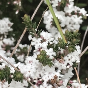 Styphelia attenuata at Farrer, ACT - 14 Aug 2022