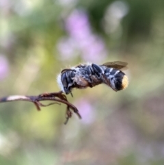 Megachile ferox (Resin bee) at Hackett, ACT - 5 Jan 2022 by waltraud