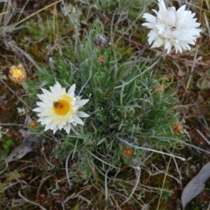 Leucochrysum albicans subsp. tricolor at Molonglo Valley, ACT - 27 Aug 2022 02:48 PM
