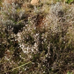 Cryptandra amara at Molonglo Valley, ACT - 27 Aug 2022