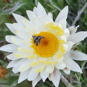 Choreutidae (family) at Molonglo Valley, ACT - 27 Aug 2022