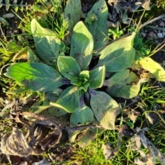 Echium plantagineum (Paterson's Curse) at Bungendore, NSW - 26 Aug 2022 by clarehoneydove