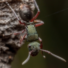 Polyrhachis hookeri (Spiny ant) at Mount Majura - 27 Aug 2022 by Boagshoags