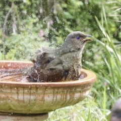 Ptilonorhynchus violaceus (Satin Bowerbird) at Higgins, ACT - 22 Aug 2022 by AlisonMilton