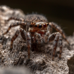 Jotus auripes (Jumping spider) at Mount Majura - 27 Aug 2022 by Boagshoags