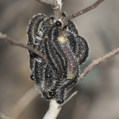 Perginae sp. (subfamily) (Unidentified pergine sawfly) at McKellar, ACT - 25 Aug 2022 by AlisonMilton