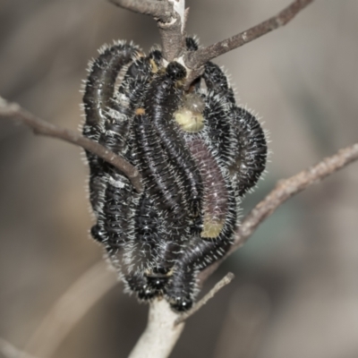 Perga dorsalis (Steel-blue sawfly, spitfire) at McKellar, ACT - 25 Aug 2022 by AlisonMilton