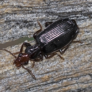 Demetrida sp. (genus) at McKellar, ACT - 25 Aug 2022