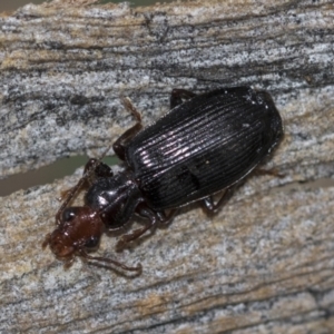 Demetrida sp. (genus) at McKellar, ACT - 25 Aug 2022