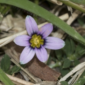 Romulea minutiflora at McKellar, ACT - 25 Aug 2022