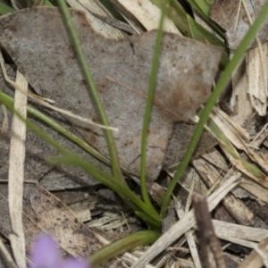 Romulea minutiflora at McKellar, ACT - 25 Aug 2022