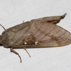 Oxycanus dirempta (Variable Oxycanus) at Higgins, ACT - 30 May 2022 by AlisonMilton